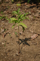 Santalum Album Sandalwood Chandan New Young Plant Seedling Growing from Soil Selectively focused  Blurred Background