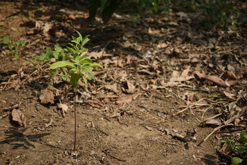 Santalum Album Sandalwood Chandan New Young Plant Seedling Growing from Soil Selectively focused  Blurred Background