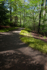 Path through the woods