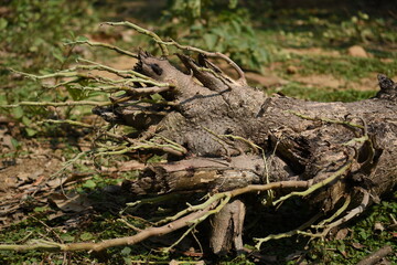 A fallen tree on ground with new buds coming out in rainy season