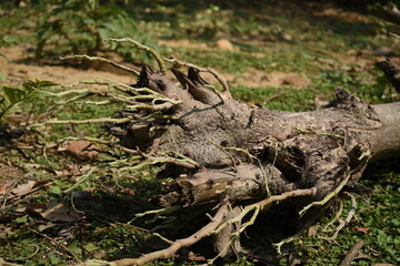 Naklejka na ściany i meble A fallen tree on ground with new buds coming out in rainy season
