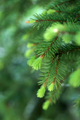Young sprouts on green needles in the summer