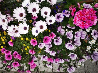 closeup of colourful flowers in a windowsill basket, mixture of petunias,geraniums and aster 