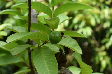 Green unripe guava fruit hanging on plant with green leaves blurred background