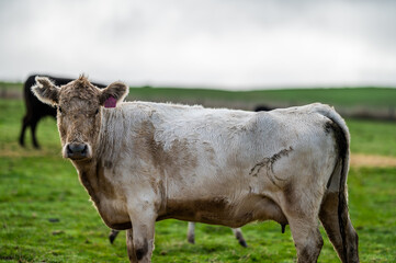 cows grazing on pasture.