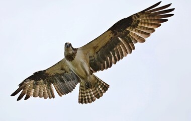 Osprey - It is a large raptor, reaching more than 60 cm in length and 180 cm across the wings. 