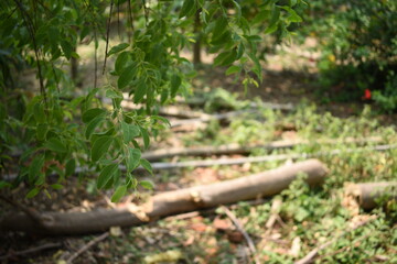 Santalum Album Green Leaves of Sandalwood Plant Selectively focused in the forest with blurred background