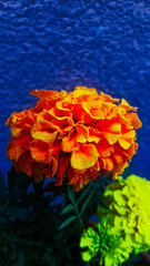 orange flower