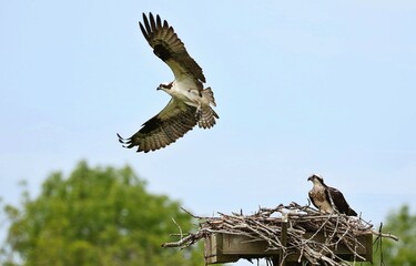 Osprey - It is a large raptor, reaching more than 60 cm in length and 180 cm across the wings. 