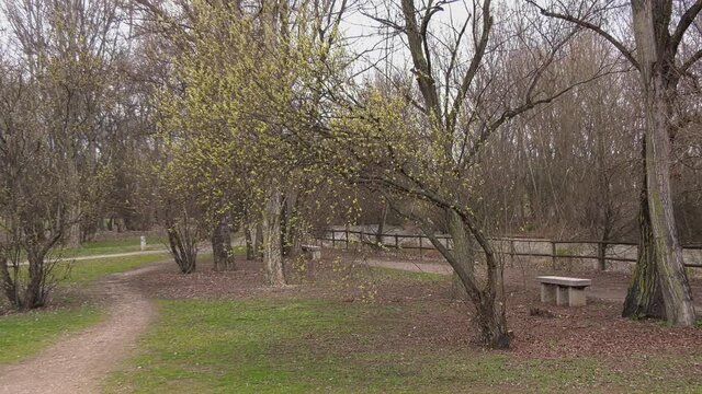Willows, also called .Most species are known as willow, but some narrow-leaved 
shrub species are called osier.Willows are dioecious, with the staminate (male) 
and the pistillate (female) flowers.