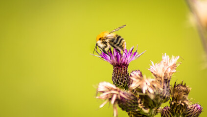 close up of a bee on purple flower 