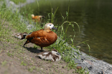 Red duck Tadorna ferruginea with ducklings on the pond in the summer park