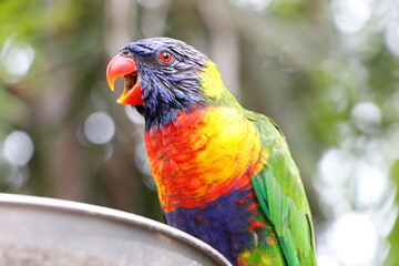 rainbow lorikeet happy