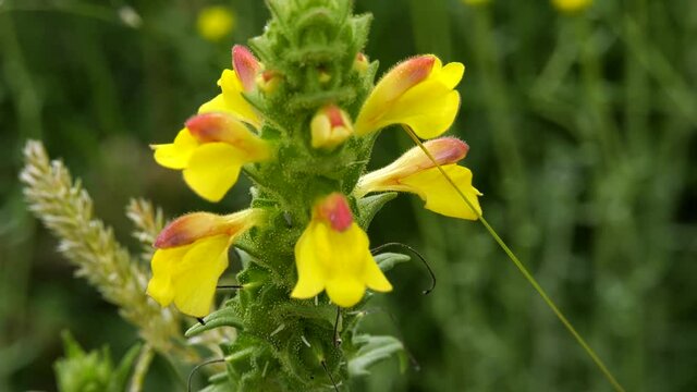 Genista versicolor or moarish is a species of shrub belonging 
to the fabaceae family. The yellow wild flower found in 
the Murillo canyon in Rio Leza, with the most beautiful shades of yellow.
