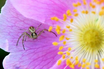 Crab Spider on Pink Rose 02