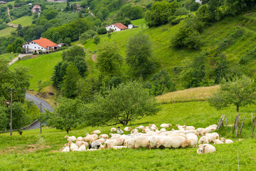 countryside sheeps at gorbea natural park in basque country, Spain