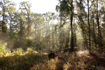 Rays of the rising sun in the forest 