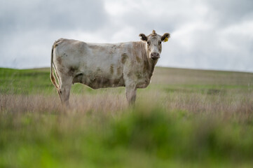 cows grazing on pasture.