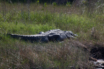 Alligator laying in the grass