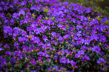 Obraz premium Beautiful violet flowers - a macro shot