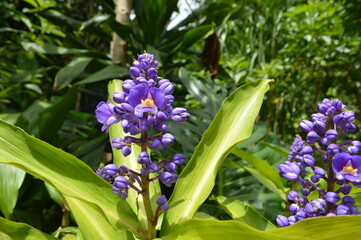 FLOR