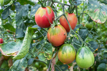 Ripe and unripe tomatoes growth in organic garden