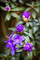 Beautiful violet flowers - a macro shot