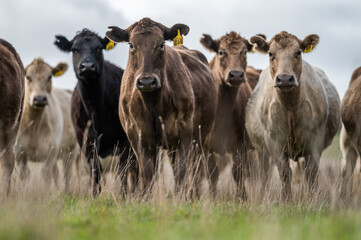 cows grazing on pasture.