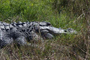 Alligator laying in the grass