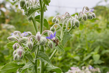 Honey bee apis mellifera  collecting pollen on Borage flower (Borago officinalis)