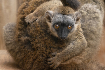 A baby common brown lemur, holding her mother 's coat. Lemur is one of the most widespread lemurs in Madagascar.