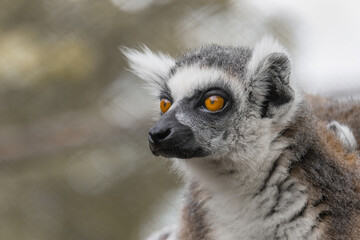 Portrait of a a ring-tailed lemur, in profile on a blurred background