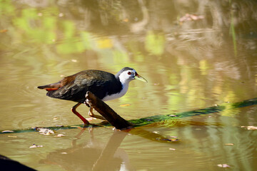 great crested grebe