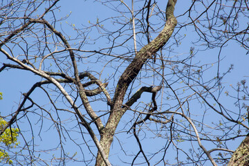 Abstract tree limbs against the sky