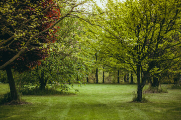 Fototapeta na wymiar Beautiful green park with full grass