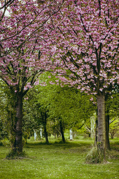 Pink flowers blooming on trees in the tree garden