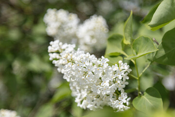 Blooming, white lilac on a sunny day. Close-up