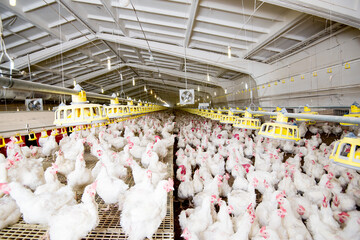 chicken coop on the farm