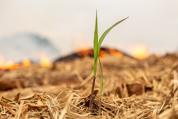 Dry grass burns, natural disaster. Focus on a small sugar cane plant. Brazil. Sugar cane plantation.