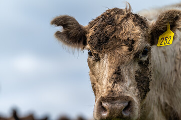 cows grazing on pasture.