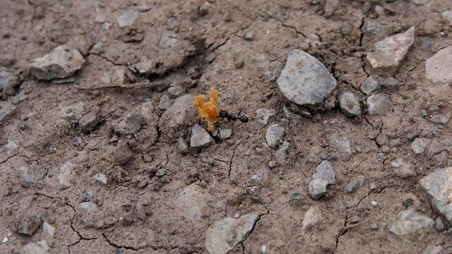Large ant in the Rio Leza canyon carrying food