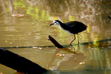 alligator in the pond