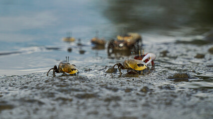 Ghost crabs (Ocypode kuhlii) are semiterrestrial crabs of the subfamily Ocypodinae. They are common shore crabs in tropical and subtropical regions throughout the world.