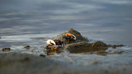 Ghost crabs (Ocypode kuhlii) are semiterrestrial crabs of the subfamily Ocypodinae. They are common shore crabs in tropical and subtropical regions throughout the world.