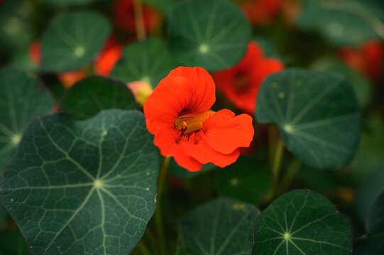 ナスタチウム Images Browse 235 Stock Photos Vectors And Video Adobe Stock