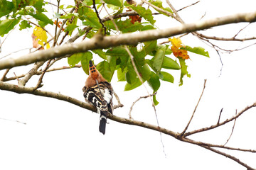 Woodpecker on branch