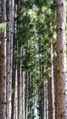 Chequamegon national forest 