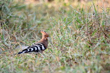 Woodpecker in the grass