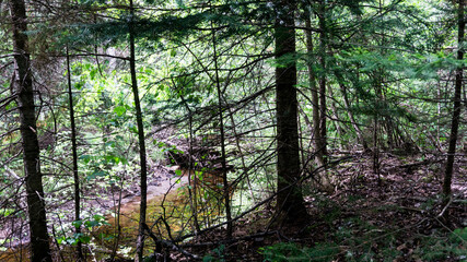 morning in the forest