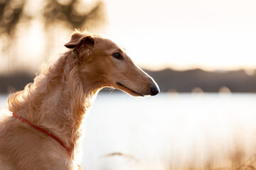 Puppy borzoi walks outdoor at summer day
